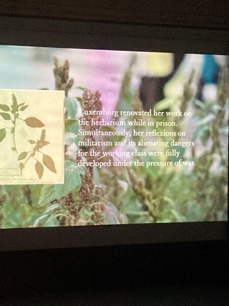 the projected image of a close-up of a herbarium drawing of a flower on the backdrop of a cluster of bright green plants. Superimposed on the image in white letters is written: ‘Luxembourg renovated her work on the herbarium while in prison. Simultaneously, her reflexions on militarism and its alienating dangers for the working class were fully developed under the pressure of war’.