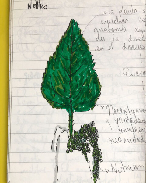 photograph of a notebook laid on a yellow surface depicting the drawing of a Nettle leaf and its roots coloured in green. The drawing is surrounded by notes in pencil.