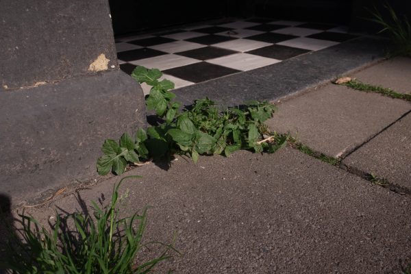 A spontaneous green plant grows from the threshold of a building. A checkered black and white floor is visible behind the door.