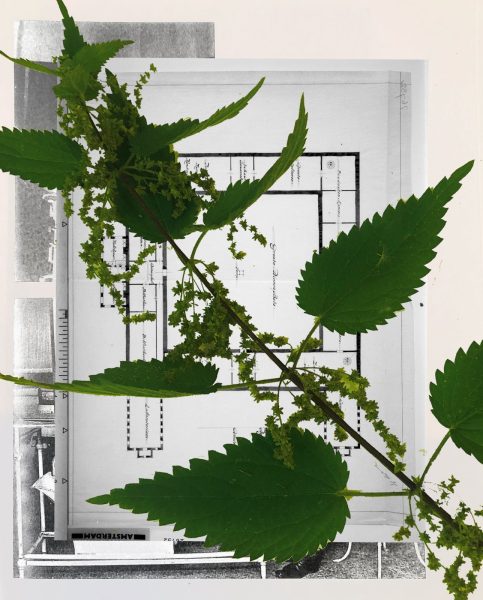 Digital collage showing a nettle branch on top of a xeroxed historical floorplan.